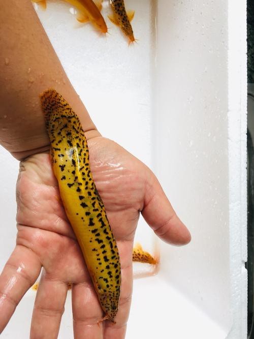 能提供更多龍鰍魚圖片嗎？