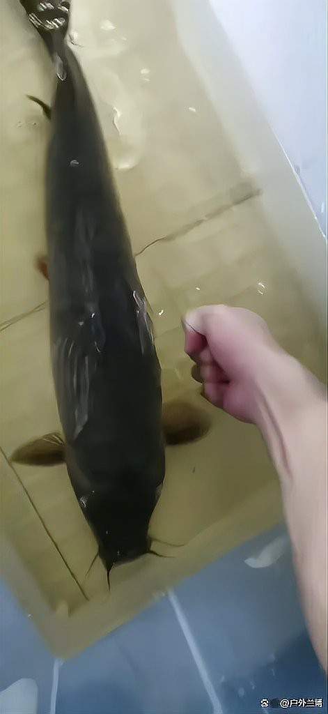 能提供更多龍鰍魚圖片嗎？