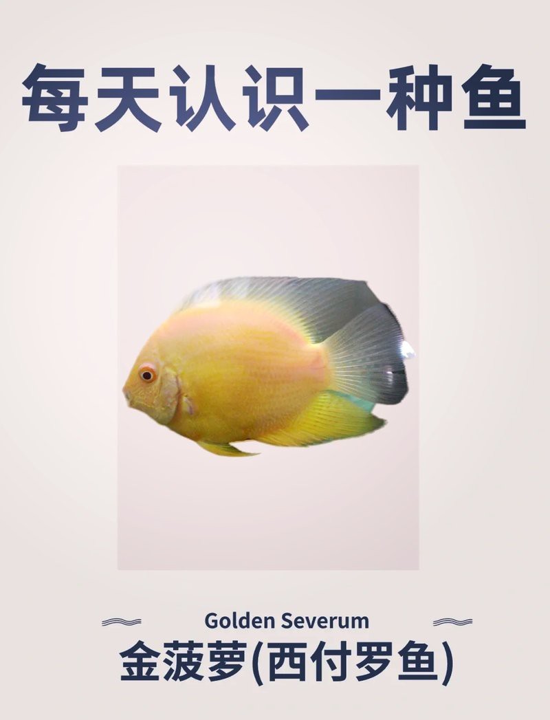 深金菠蘿魚價格多少