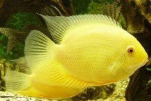 深金菠蘿魚價格多少