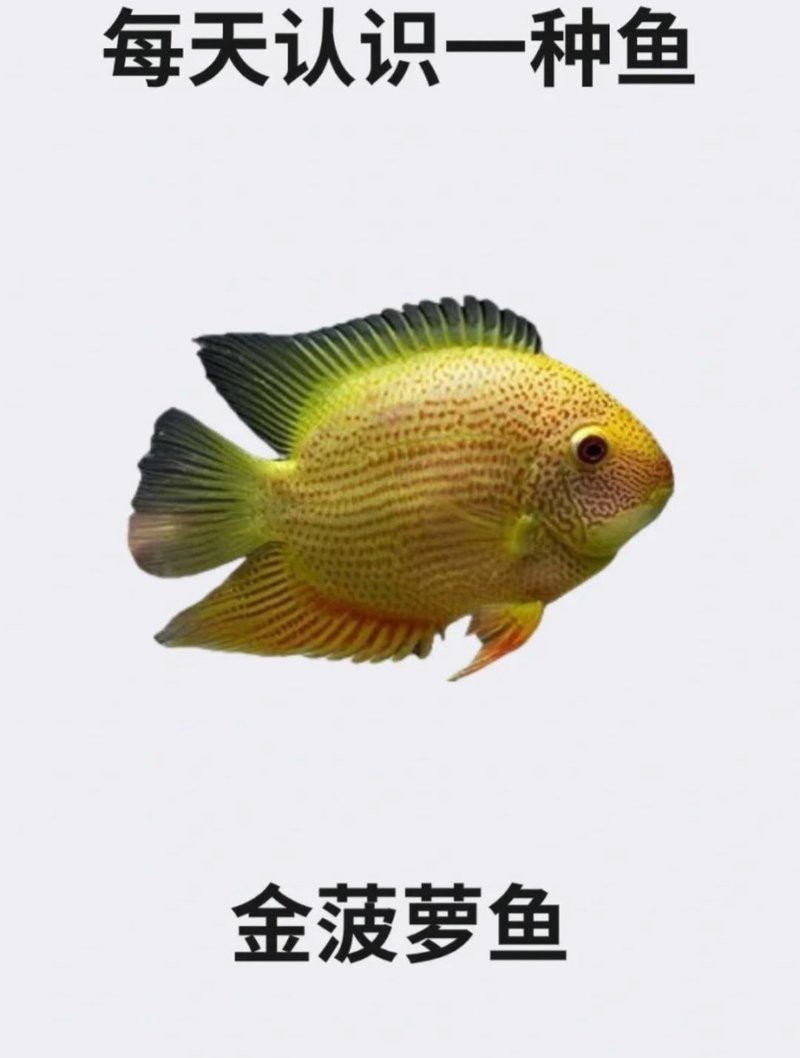 深金菠蘿魚價格多少
