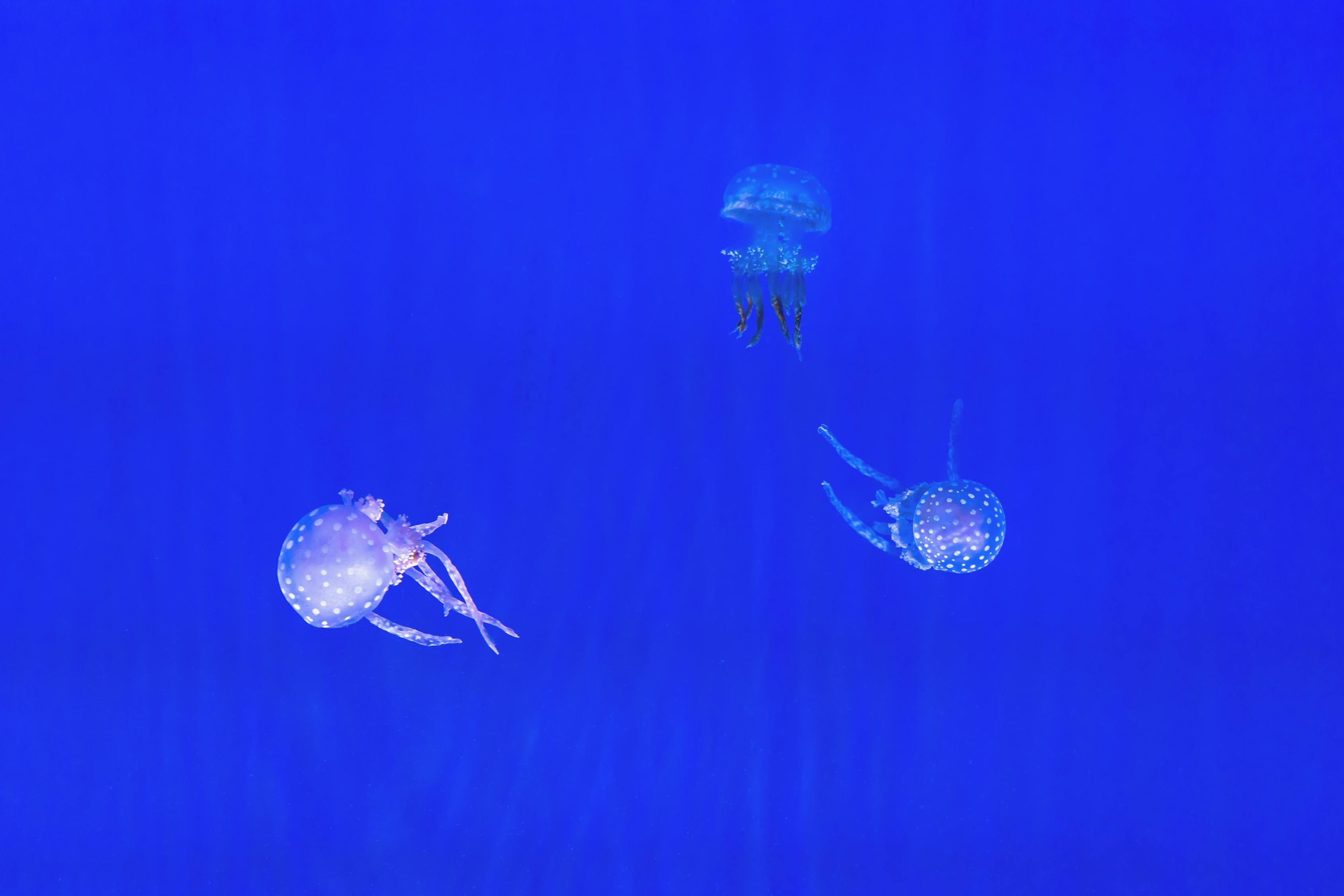 貴德縣睿美水族館（貴德縣睿美水族館電話）