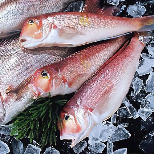 飛風(fēng)魚(yú)為何盡量少吃