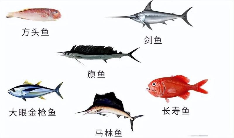 飛風(fēng)魚(yú)為何盡量少吃
