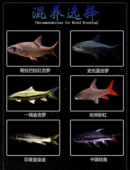 吉羅缸和龍魚的區(qū)別圖片