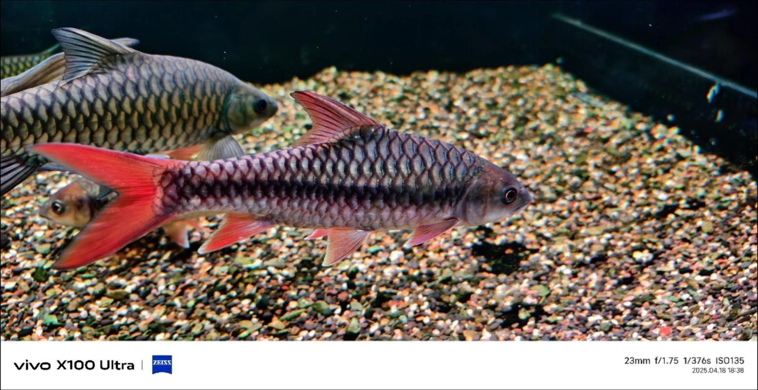 吉羅缸和龍魚的區(qū)別圖片
