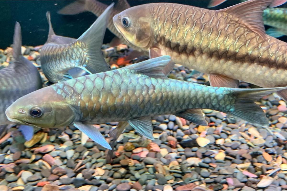 吉羅缸和龍魚的區(qū)別圖片
