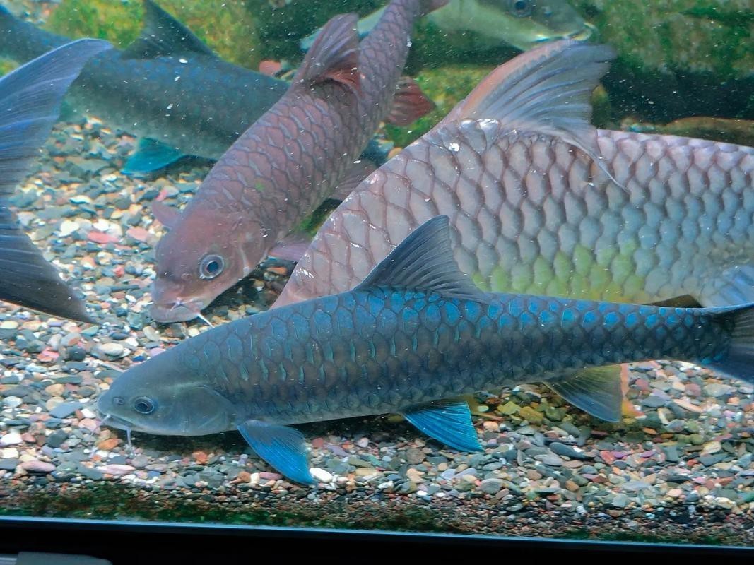 吉羅缸和龍魚的區(qū)別圖片