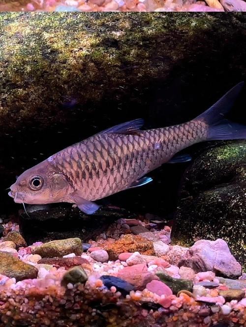 吉羅缸和龍魚的區(qū)別圖片