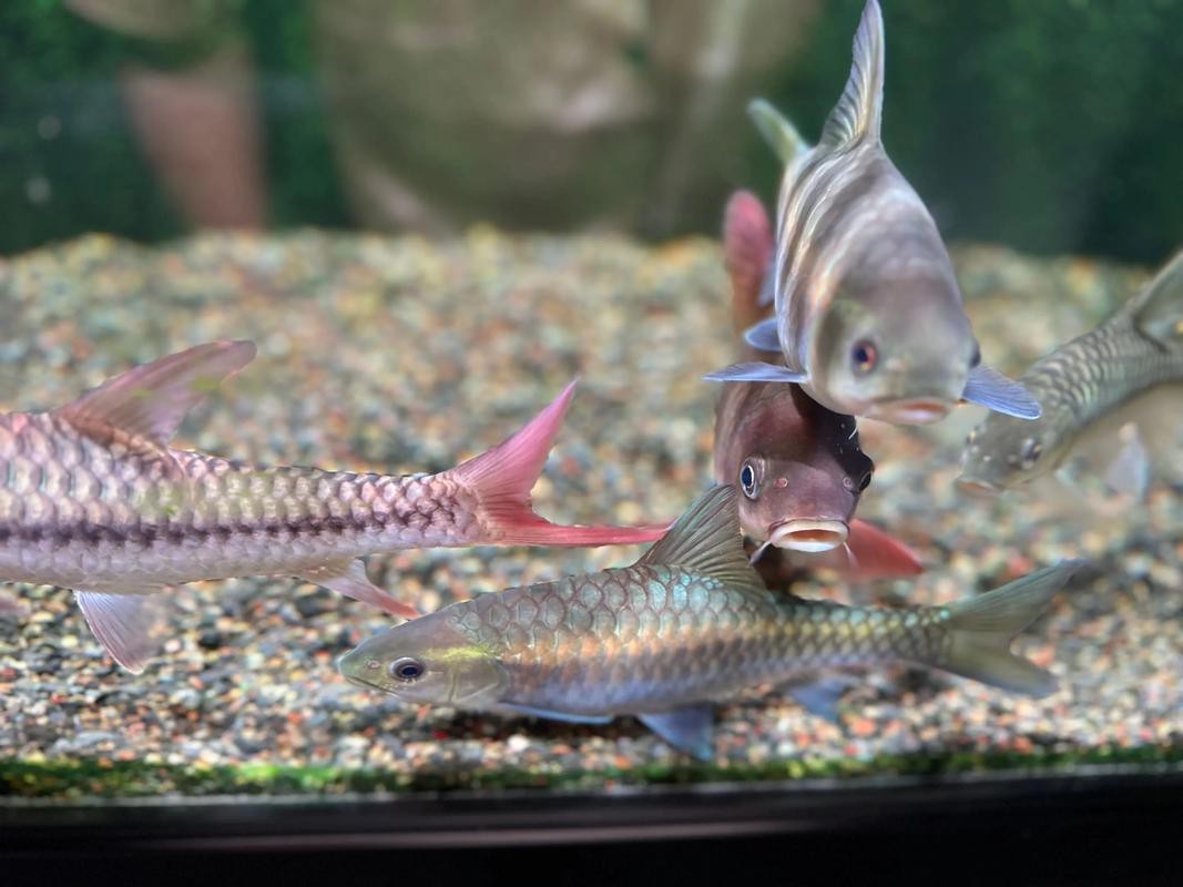 吉羅缸和龍魚的區(qū)別圖片