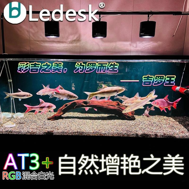 吉羅缸和龍魚的區(qū)別圖片