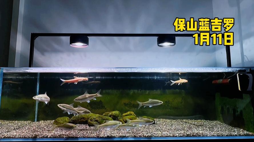 吉羅缸和龍魚的區(qū)別圖片
