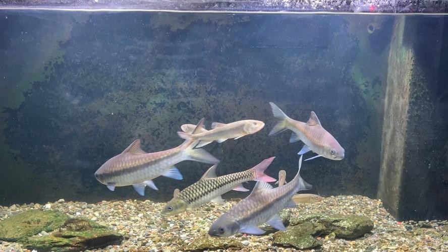 吉羅缸和龍魚的區(qū)別圖片