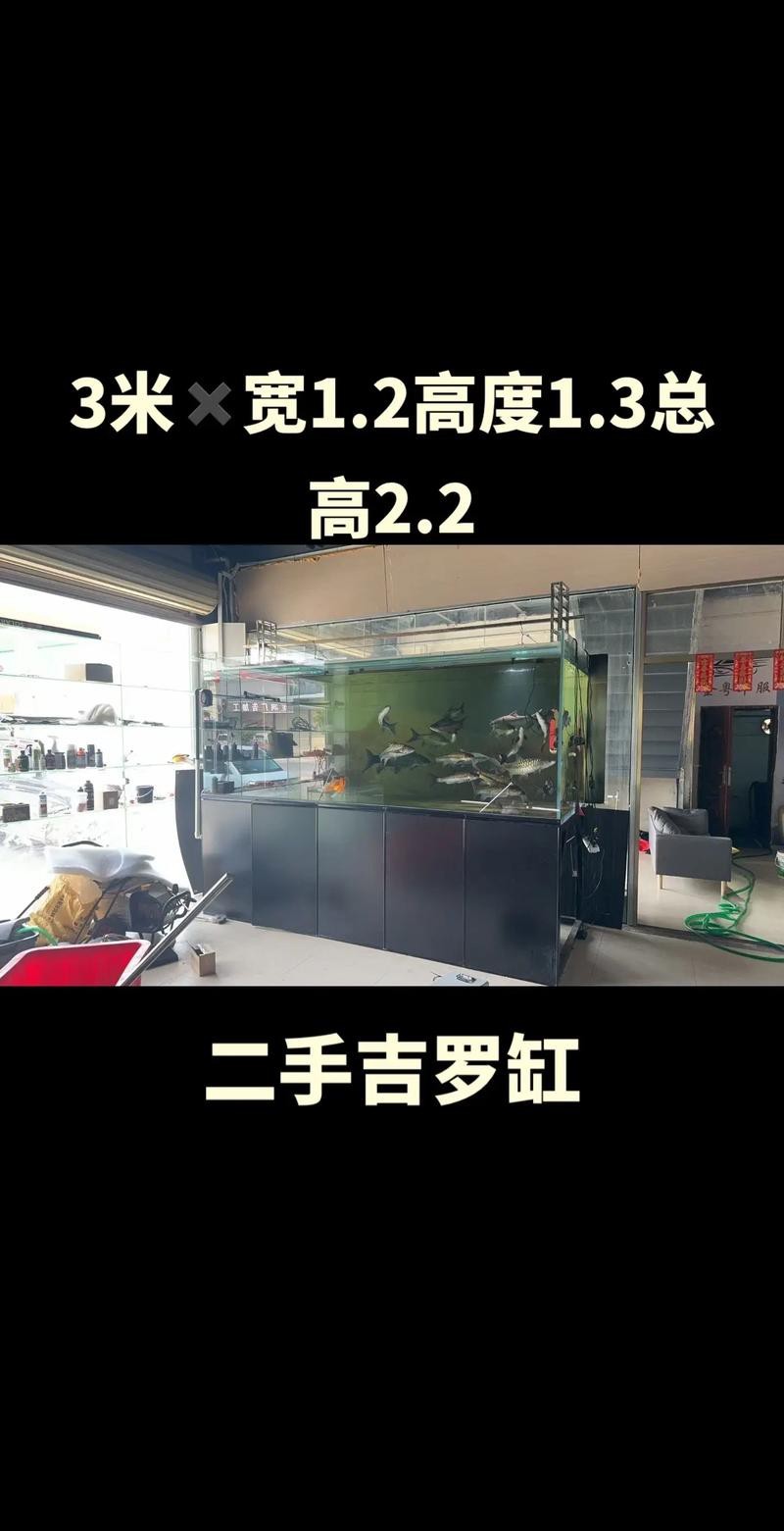吉羅缸和龍魚的區(qū)別圖片
