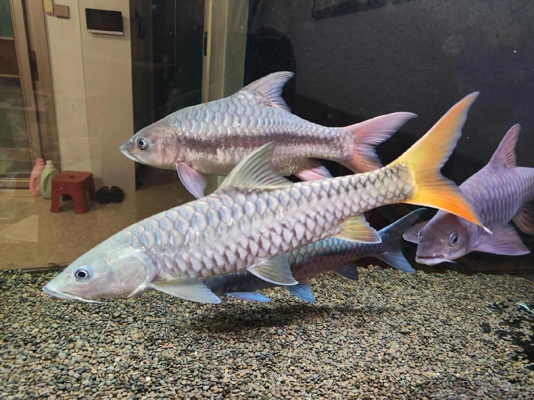 吉羅缸和龍魚的區(qū)別圖片