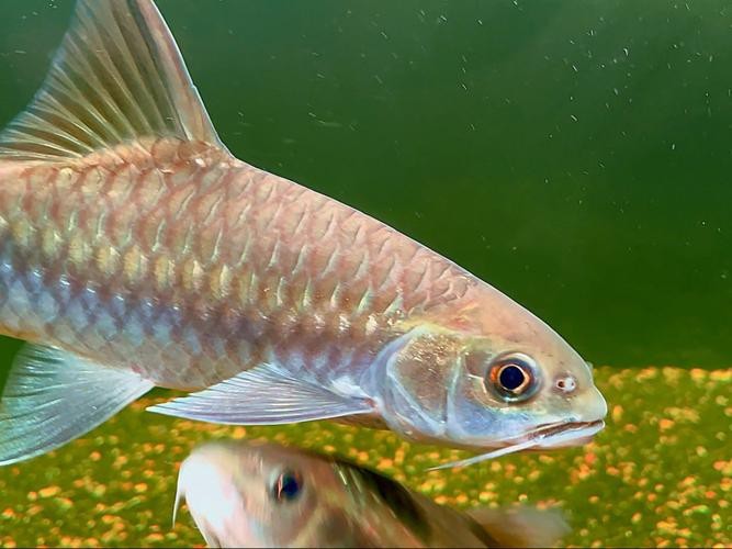 吉羅缸和龍魚的區(qū)別圖片