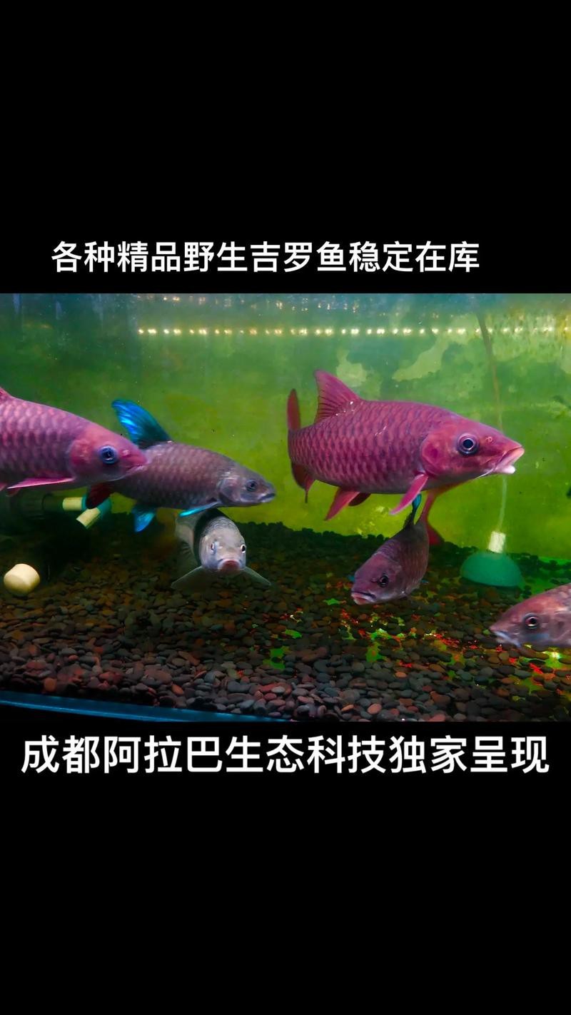 吉羅缸和龍魚的區(qū)別圖片
