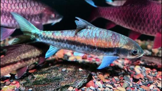 吉羅缸和龍魚的區(qū)別圖片