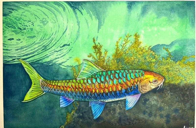 吉羅缸和龍魚的區(qū)別圖片