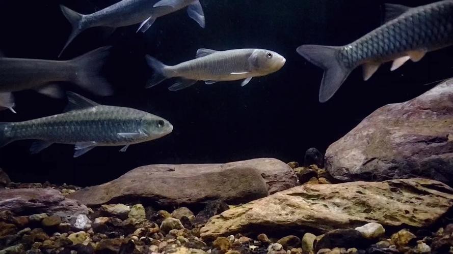吉羅缸和龍魚的區(qū)別圖片