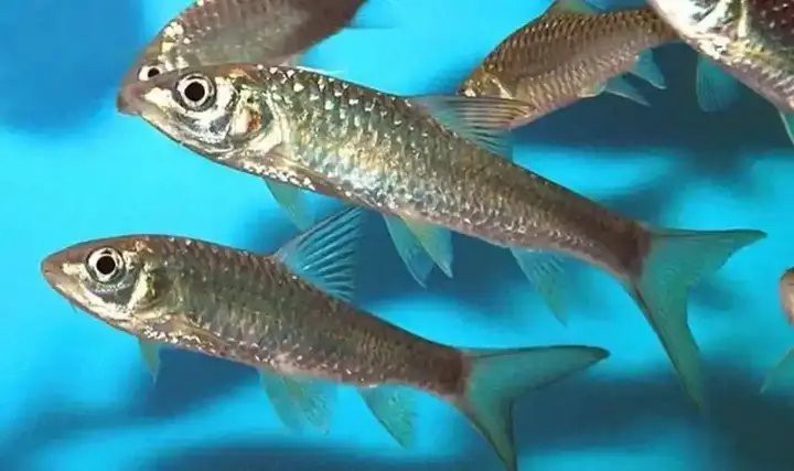 吉羅缸和龍魚的區(qū)別圖片