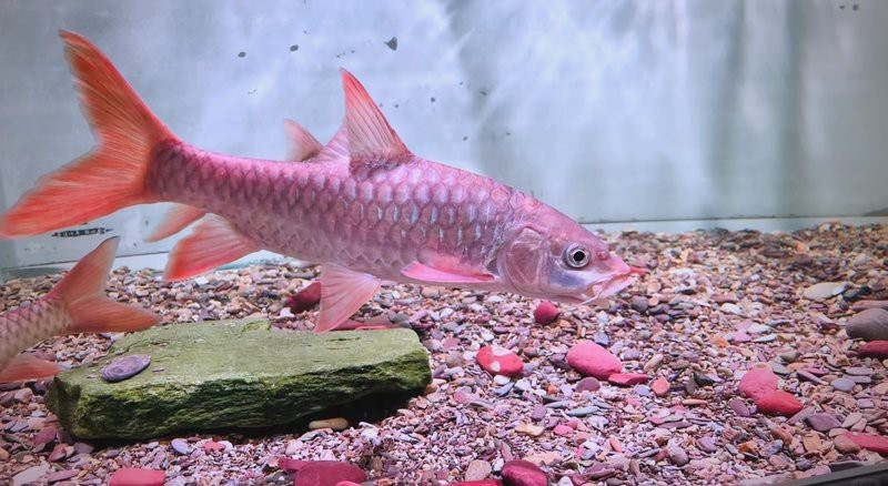 吉羅缸和龍魚的區(qū)別圖片