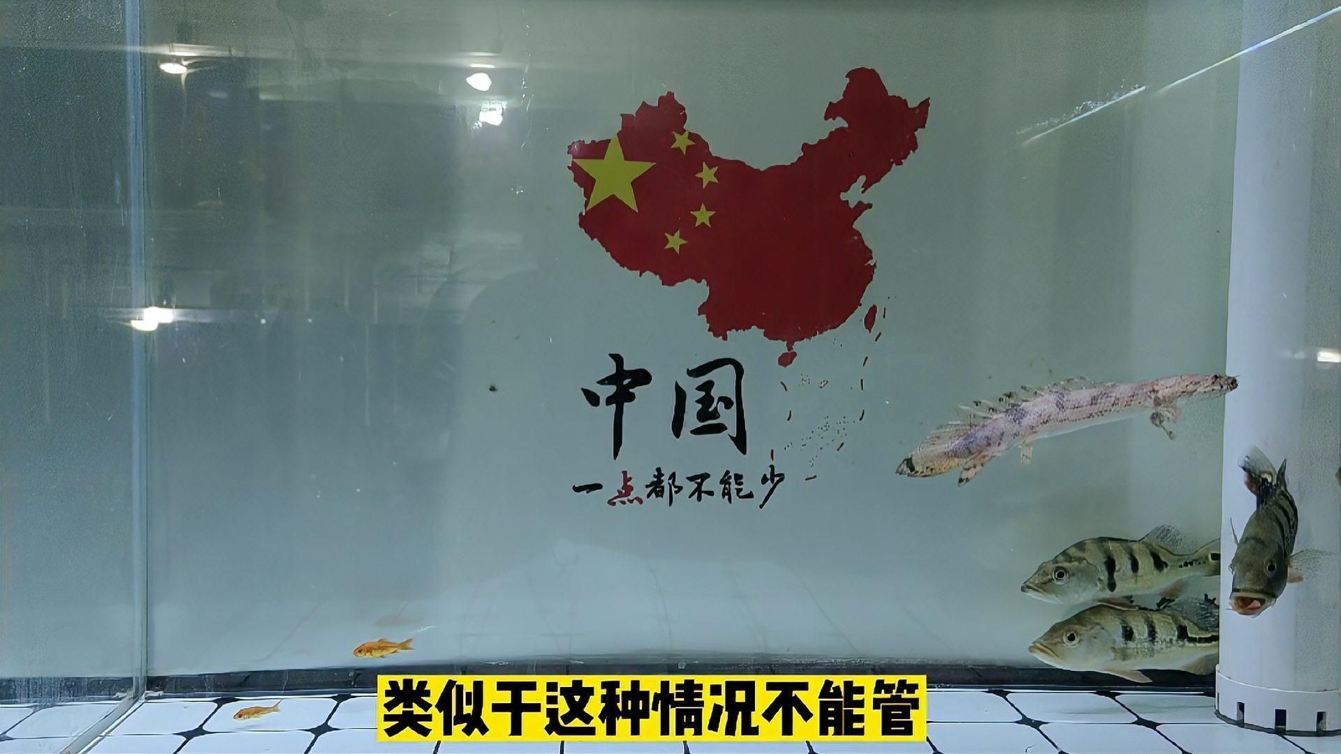 皇冠三間魚好養嗎