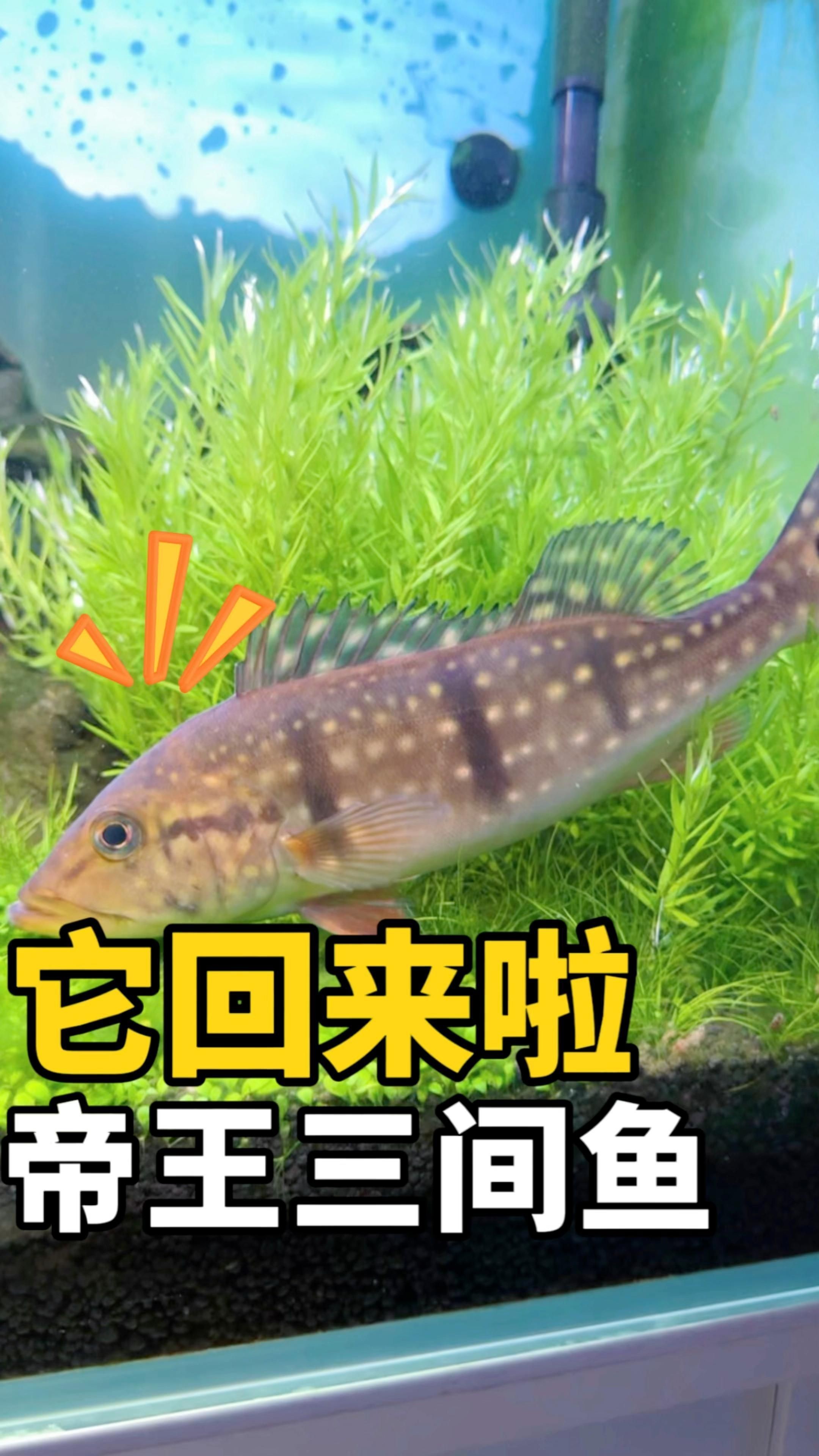 皇冠三間魚好養嗎