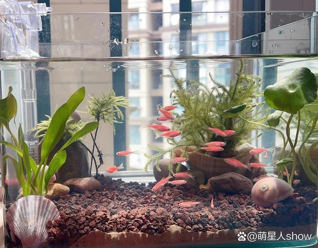 斑馬鴨嘴魚和龍魚混養嗎圖片對比 龍魚百科 第1張 斑馬鴨嘴魚和龍魚混養嗎圖片對比 斑馬鴨嘴魚和龍魚混養嗎圖片對比 龍魚百科 第1張