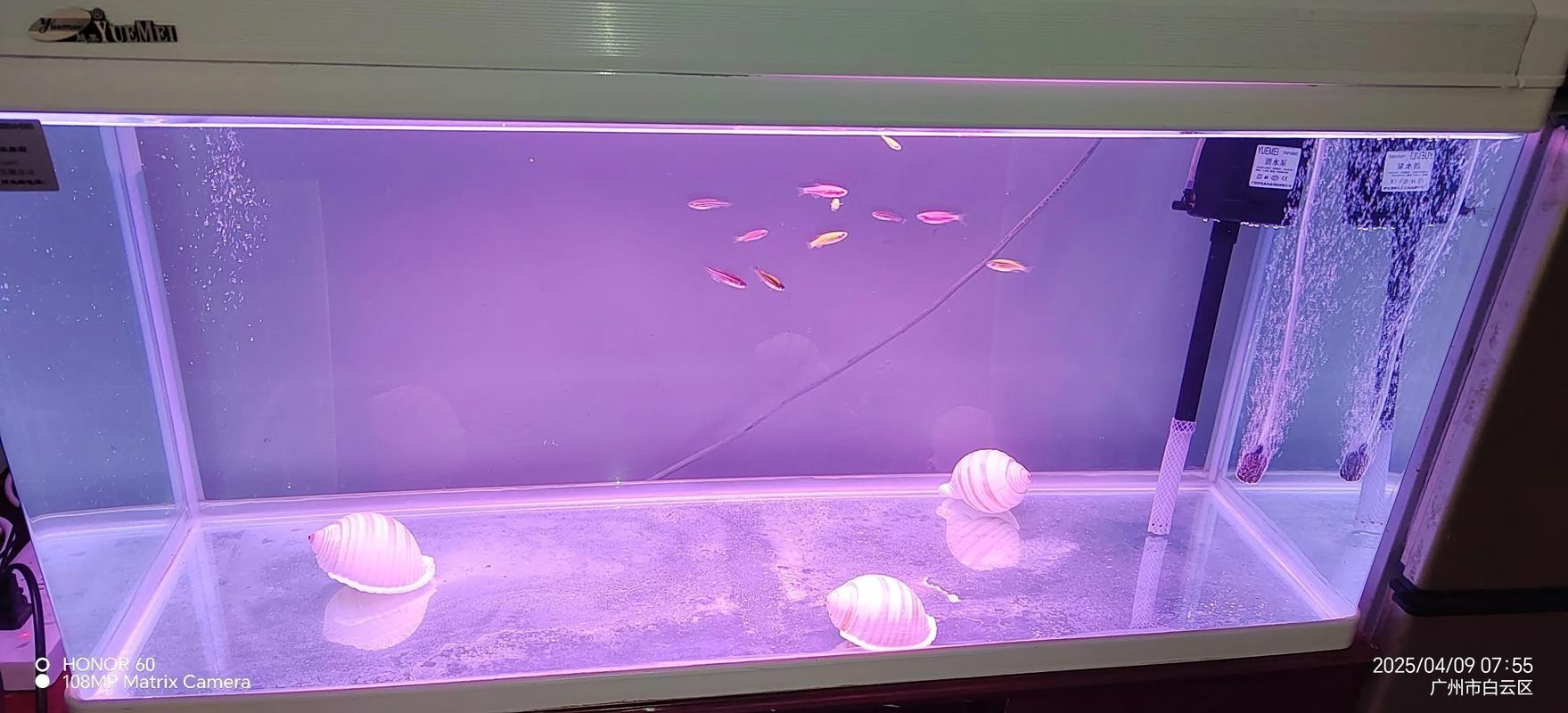 斑馬鴨嘴魚和龍魚混養嗎圖片對比 龍魚百科 第5張 斑馬鴨嘴魚和龍魚混養嗎圖片對比 斑馬鴨嘴魚和龍魚混養嗎圖片對比 龍魚百科 第5張