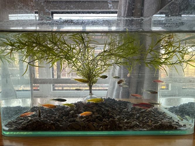 斑馬鴨嘴魚和龍魚混養嗎圖片對比 龍魚百科 第8張 斑馬鴨嘴魚和龍魚混養嗎圖片對比 斑馬鴨嘴魚和龍魚混養嗎圖片對比 龍魚百科 第8張