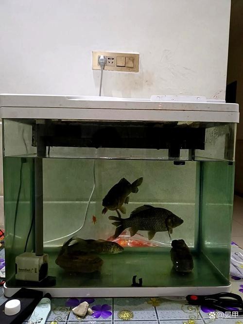 斑馬鴨嘴魚和龍魚混養嗎圖片對比 斑馬鴨嘴魚和龍魚混養嗎圖片對比 龍魚百科 第21張