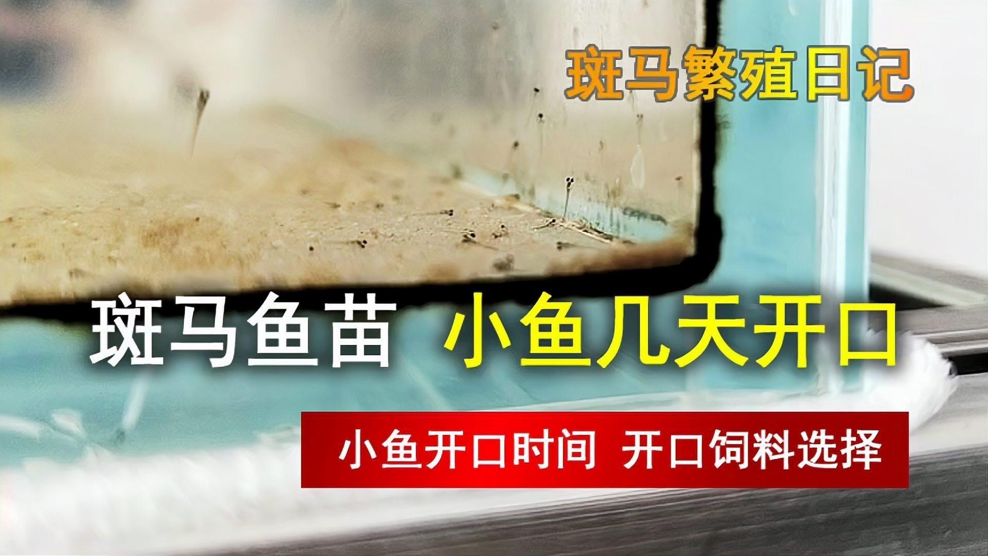 斑馬鴨嘴魚和龍魚混養嗎圖片對比 斑馬鴨嘴魚和龍魚混養嗎圖片對比 龍魚百科 第24張