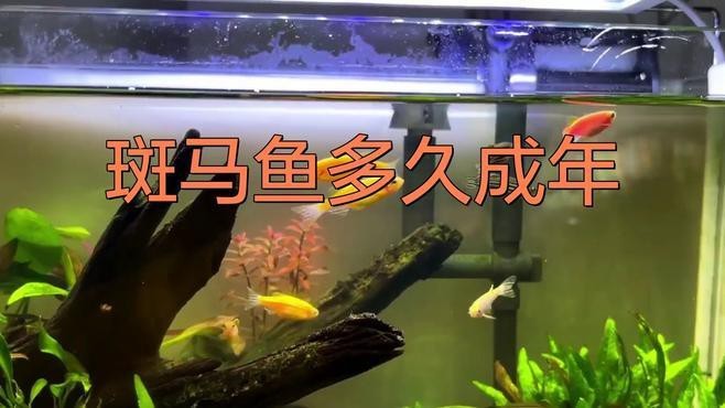 斑馬鴨嘴魚和龍魚混養嗎圖片對比 斑馬鴨嘴魚和龍魚混養嗎圖片對比 龍魚百科 第22張