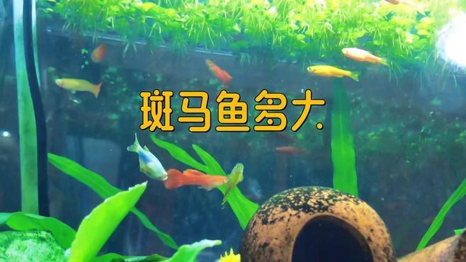 斑馬鴨嘴魚和龍魚混養嗎圖片對比 斑馬鴨嘴魚和龍魚混養嗎圖片對比 龍魚百科 第23張