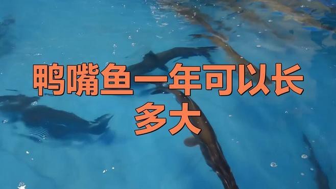 斑馬鴨嘴魚和龍魚混養嗎圖片對比 斑馬鴨嘴魚和龍魚混養嗎圖片對比 龍魚百科 第25張
