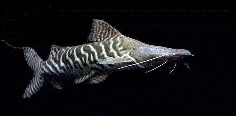 斑馬鴨嘴魚和龍魚混養嗎圖片對比 龍魚百科 第27張 斑馬鴨嘴魚和龍魚混養嗎圖片對比 斑馬鴨嘴魚和龍魚混養嗎圖片對比 龍魚百科 第27張
