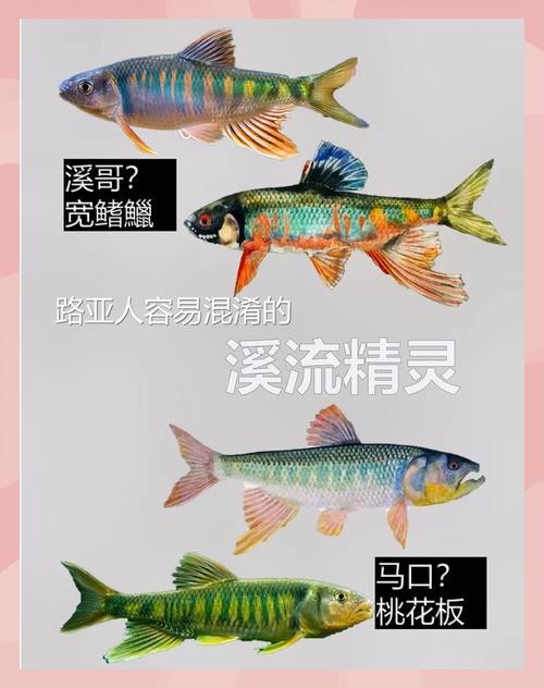 斑馬鴨嘴魚和龍魚混養嗎圖片對比 龍魚百科 第29張 斑馬鴨嘴魚和龍魚混養嗎圖片對比 斑馬鴨嘴魚和龍魚混養嗎圖片對比 龍魚百科 第29張