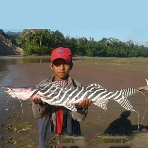 斑馬鴨嘴魚和龍魚混養嗎圖片對比 龍魚百科 第34張 斑馬鴨嘴魚和龍魚混養嗎圖片對比 斑馬鴨嘴魚和龍魚混養嗎圖片對比 龍魚百科 第34張