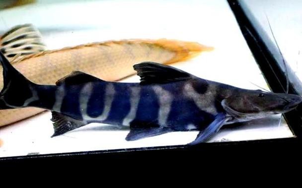 斑馬鴨嘴魚和龍魚混養嗎圖片對比 龍魚百科 第28張 斑馬鴨嘴魚和龍魚混養嗎圖片對比 斑馬鴨嘴魚和龍魚混養嗎圖片對比 龍魚百科 第28張