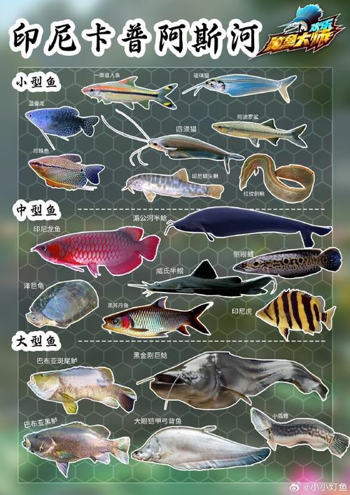 斑馬鴨嘴魚和龍魚混養嗎圖片對比 龍魚百科 第36張 斑馬鴨嘴魚和龍魚混養嗎圖片對比 斑馬鴨嘴魚和龍魚混養嗎圖片對比 龍魚百科 第36張