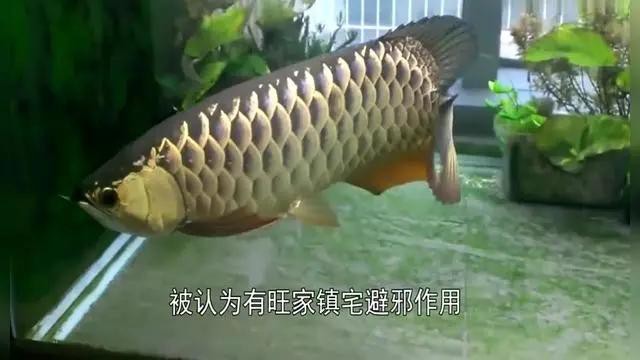 金龍魚口孵行為詳細解析