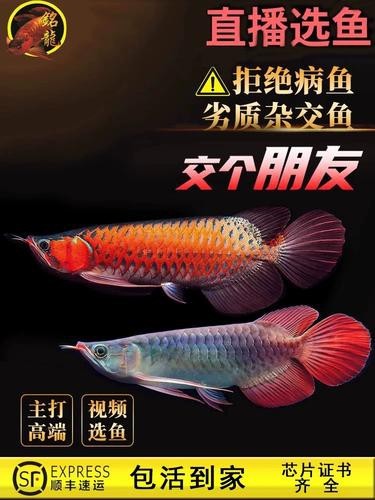 紅龍幼苗圖片 紅龍幼苗圖片 龍魚論壇 第24張
