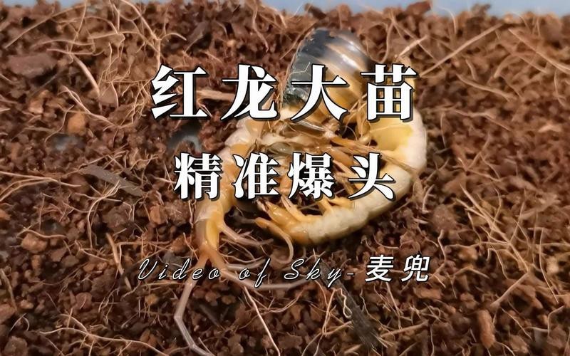 紅龍幼苗圖片 紅龍幼苗圖片 龍魚論壇 第26張