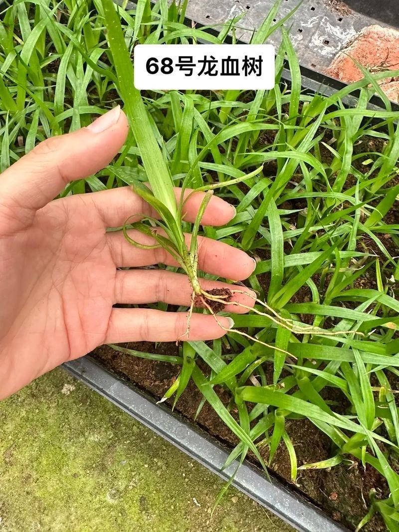 紅龍幼苗圖片 紅龍幼苗圖片 龍魚論壇 第27張