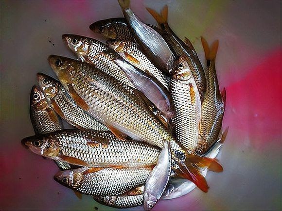 紅尾草魚是什么魚