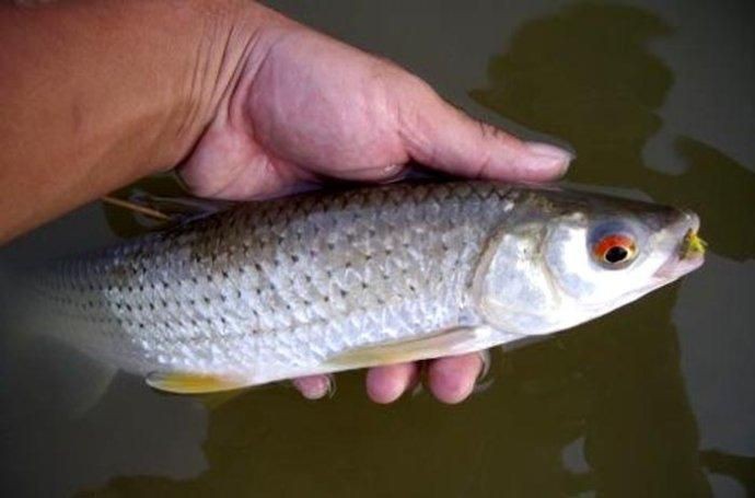 紅尾草魚是什么魚