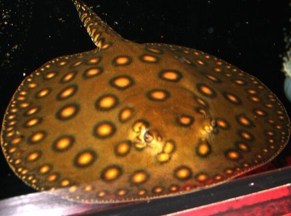 皇冠魟魚多少錢一條