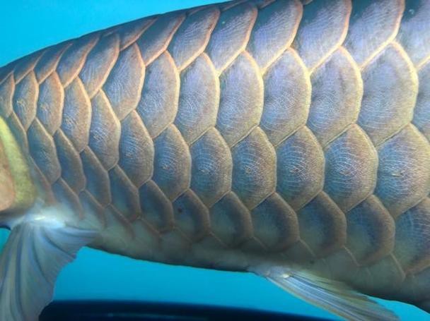 金龍魚(yú)發(fā)色階段圖解
