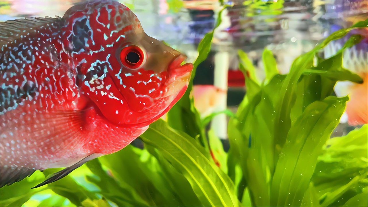 紅老虎魚混養視頻